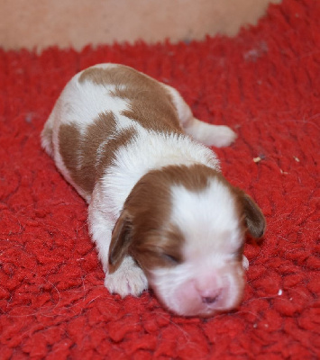 Les chiots de Cavalier King Charles Spaniel