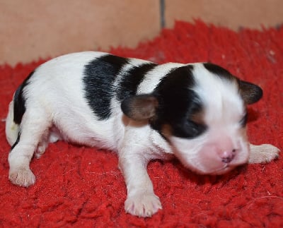 Les chiots de Cavalier King Charles Spaniel