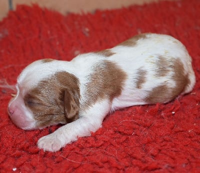 Les chiots de Cavalier King Charles Spaniel