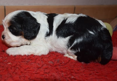 Les chiots de Cavalier King Charles Spaniel