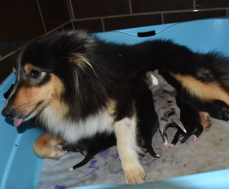 Shetland Sheepdog - De la combe berail