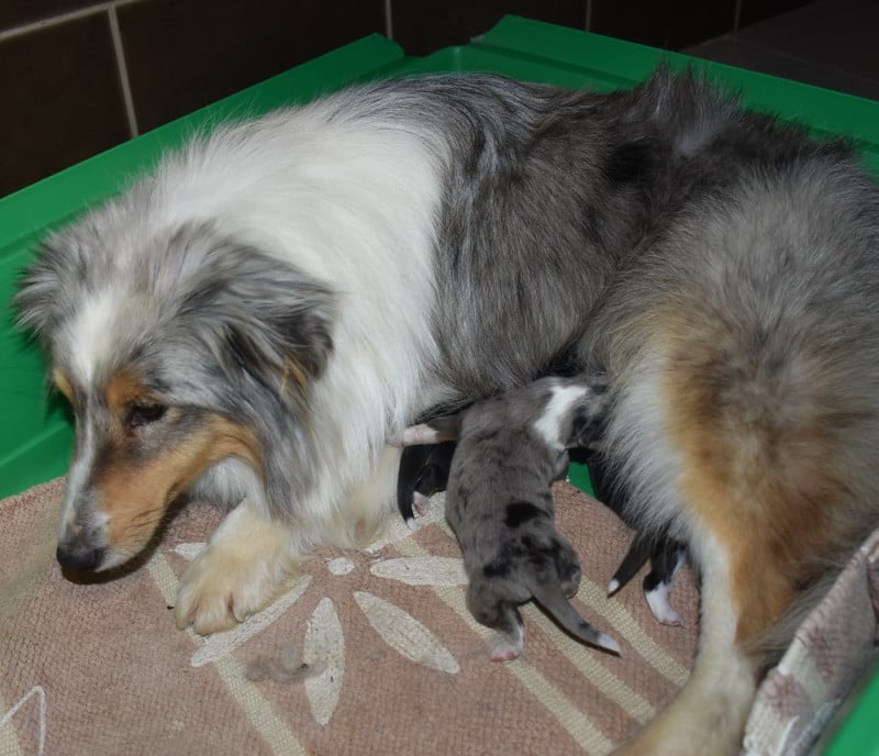 Shetland Sheepdog - De la combe berail
