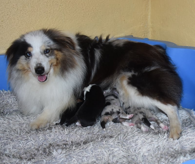 Shetland Sheepdog - De la combe berail