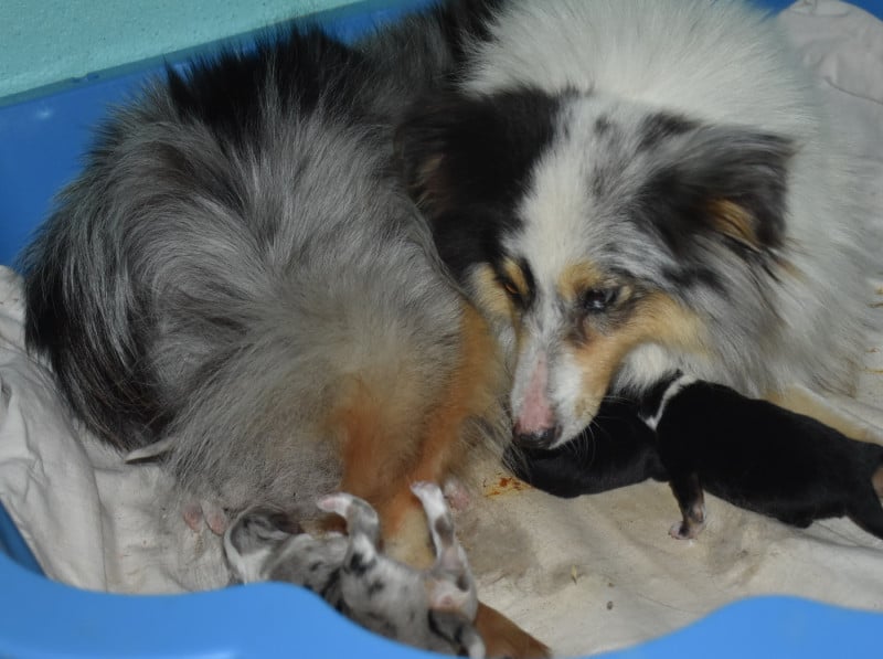 Shetland Sheepdog - De la combe berail