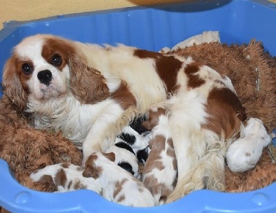 Cavalier King Charles Spaniel - De la combe berail