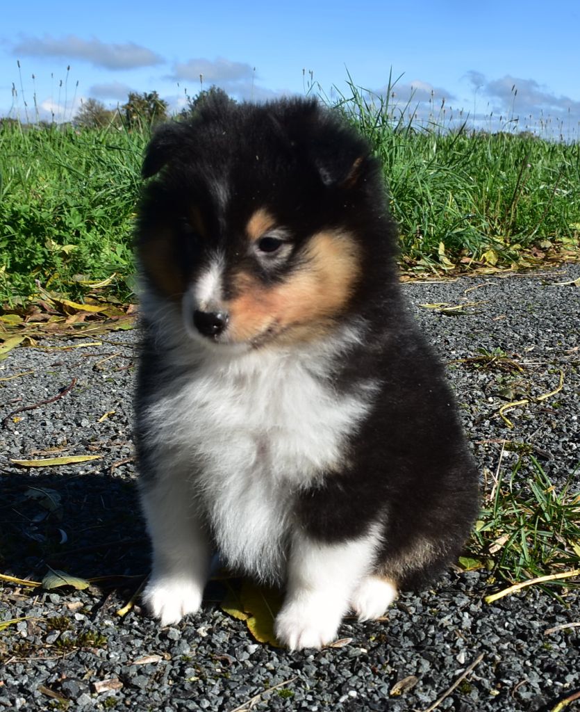 ARROW BLACK male tricolore