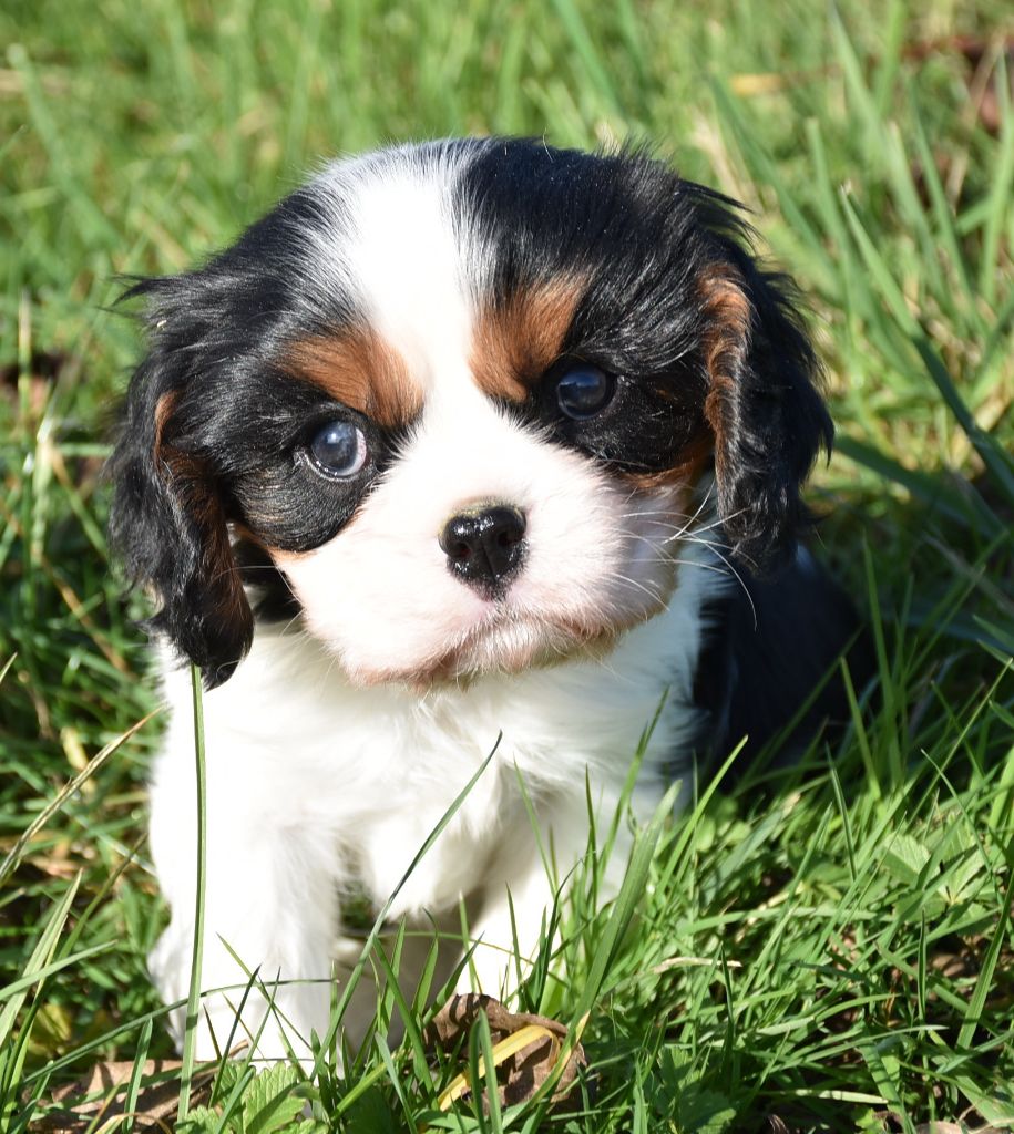 Chiot Cavalier King Charles Spaniel, PADDY male tricolore