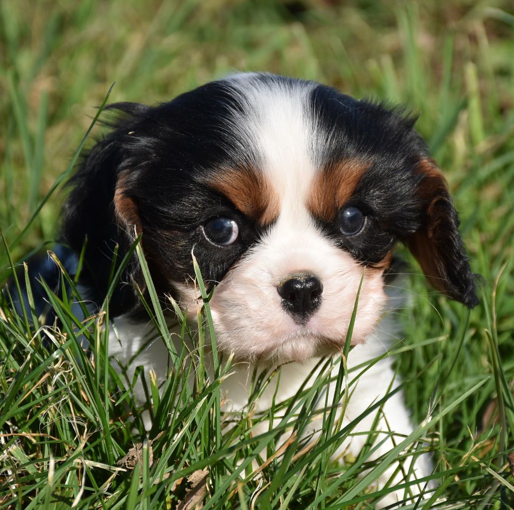 Chiot Cavalier King Charles Spaniel, PADDY male tricolore