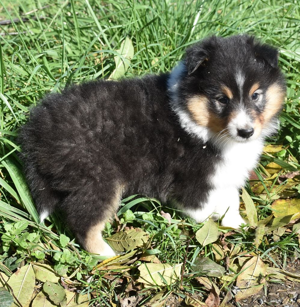 ANGE NOIR male tricolore