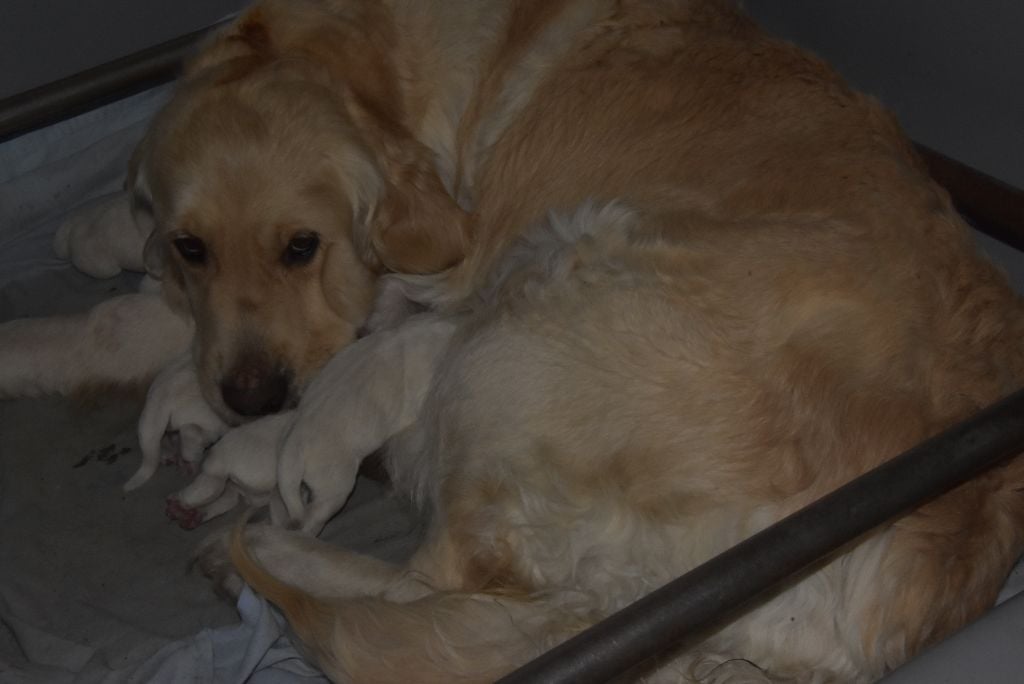 De la combe berail - Golden Retriever - Portée née le 10/01/2019