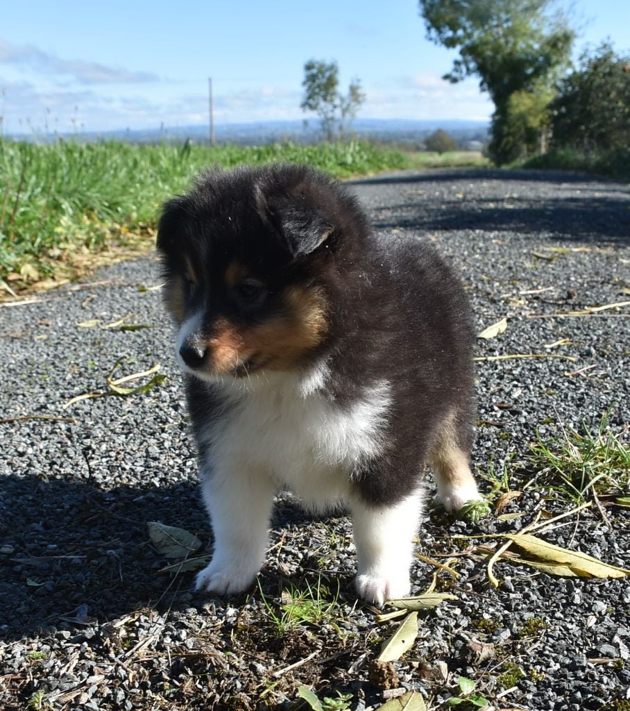 ARROW BLACK male tricolore
