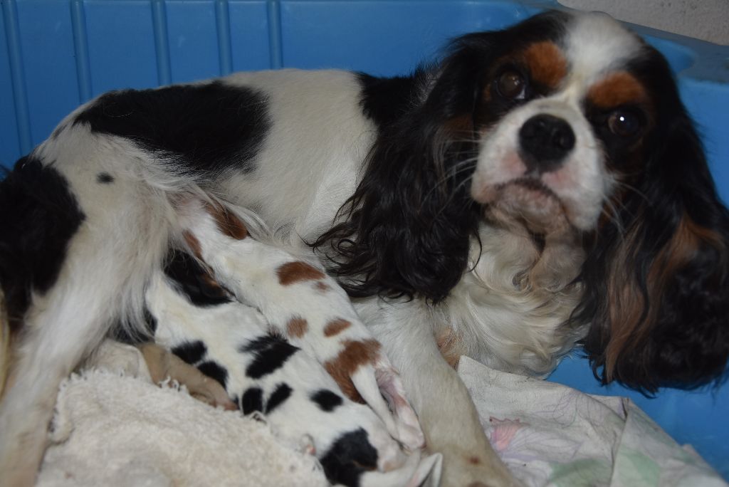 De la combe berail - Cavalier King Charles Spaniel - Portée née le 22/08/2018