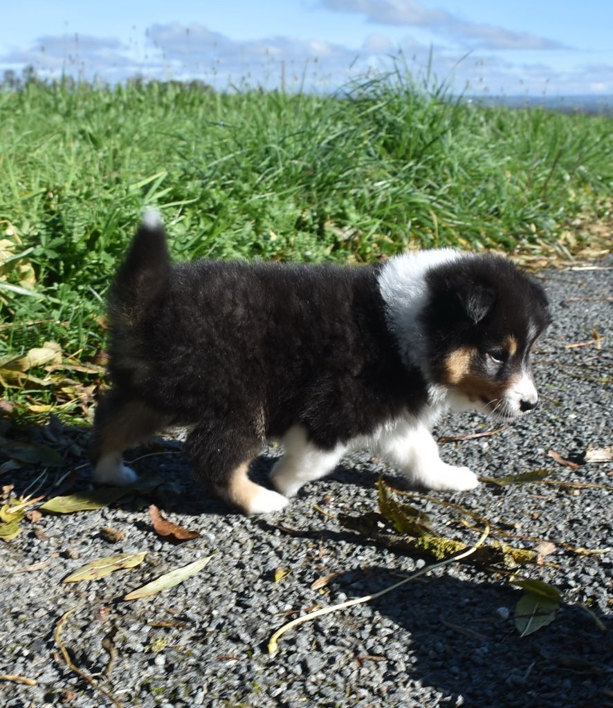 ARROW BLACK male tricolore