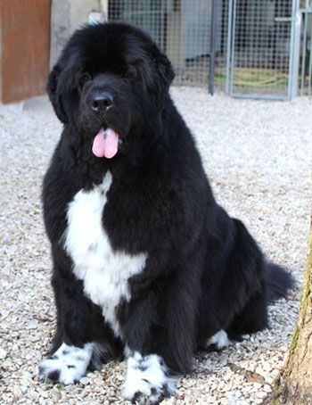 Publication : De l'etoile de cyrice