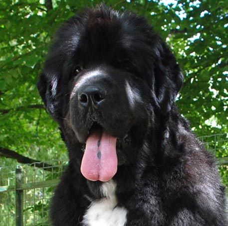 Publication : De l'etoile de cyrice