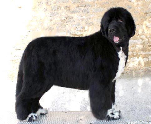 Publication : De l'etoile de cyrice