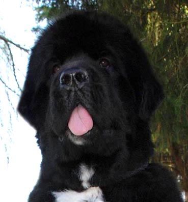 Publication : De l'etoile de cyrice