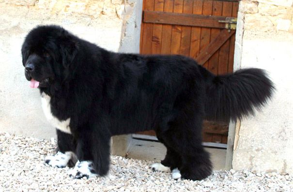 Publication : De l'etoile de cyrice