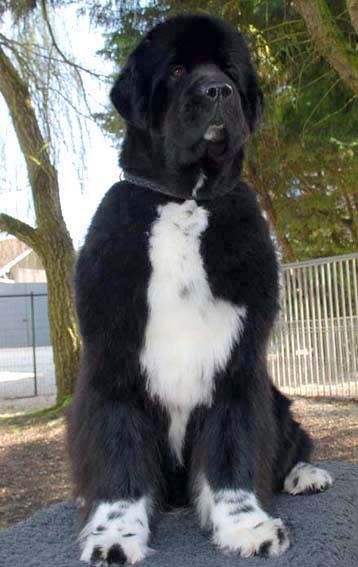 Publication : De l'etoile de cyrice