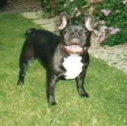 Publication : Cadbury Angels Auteur : tania