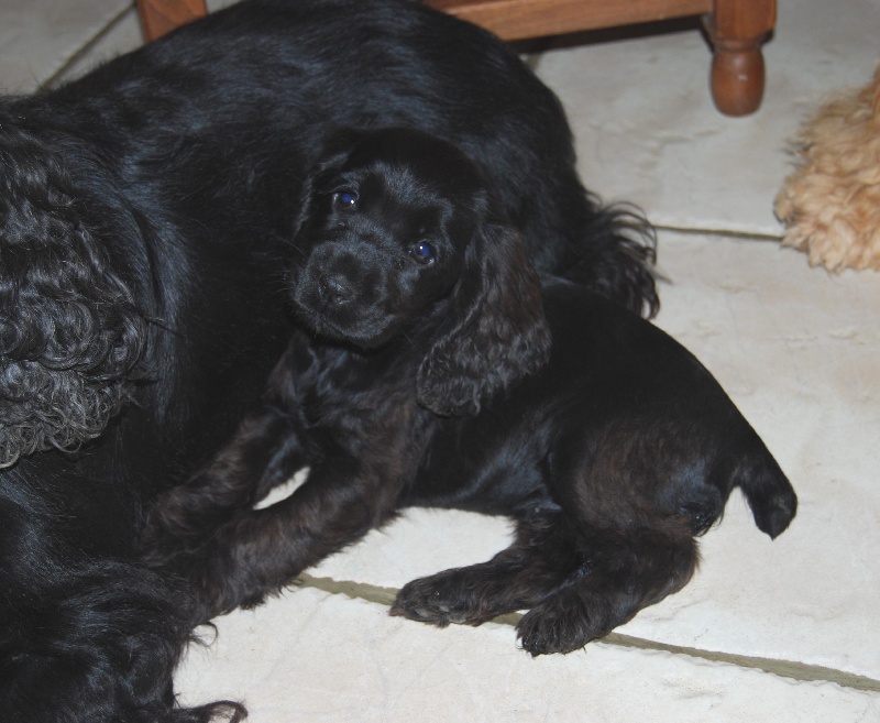 Publication : des Terres de Jal Auteur : S.Ageneau