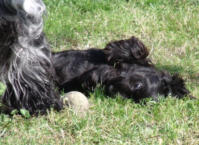 Publication : des Terres de Jal Auteur : S.Ageneau