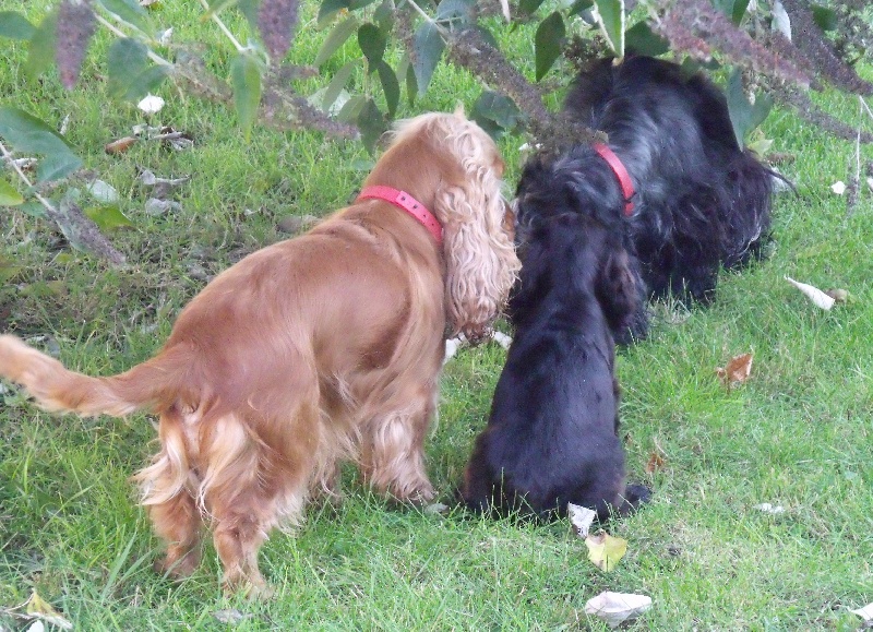 Publication : des Terres de Jal Auteur : S.Ageneau