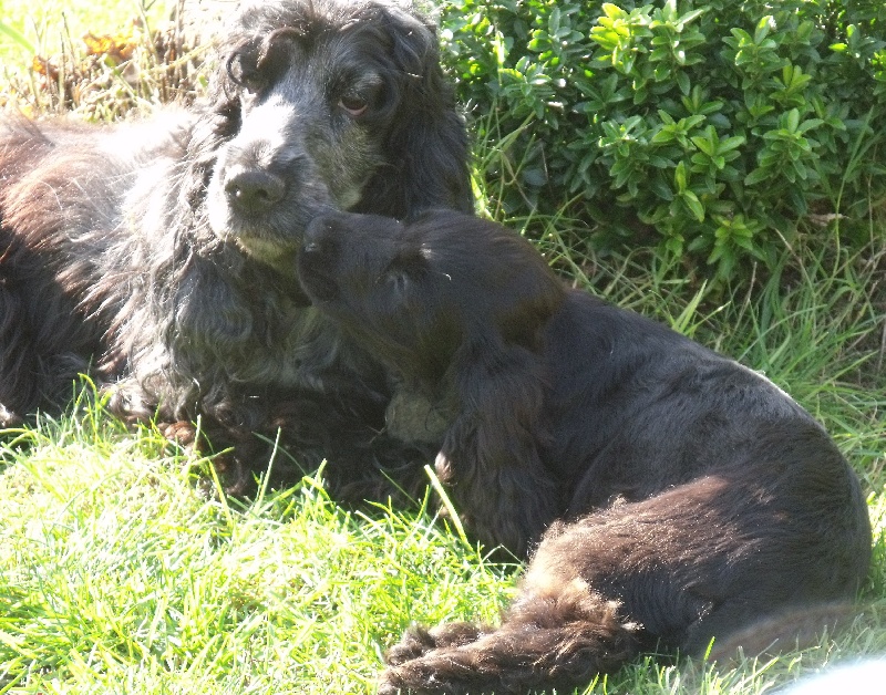 Publication : des Terres de Jal Auteur : S.Ageneau