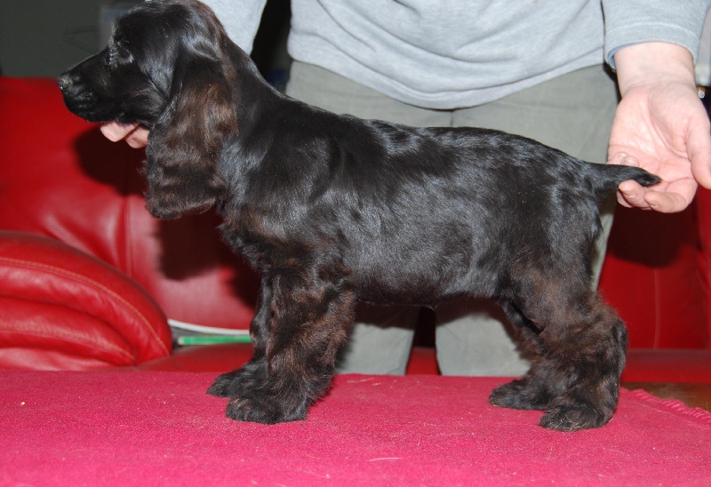 Publication : des Terres de Jal Auteur : S.Ageneau