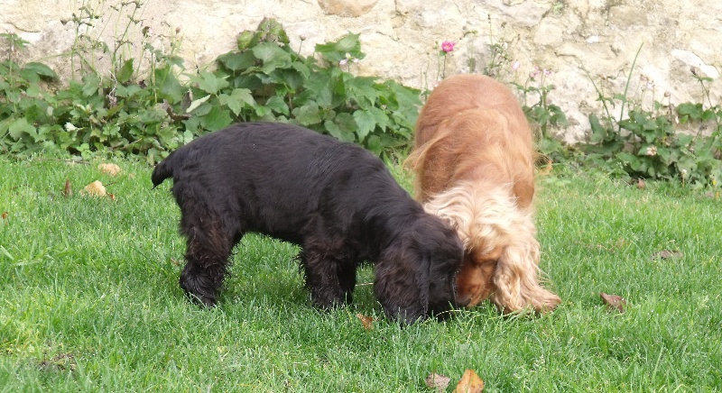 Publication : des Terres de Jal Auteur : S.Ageneau