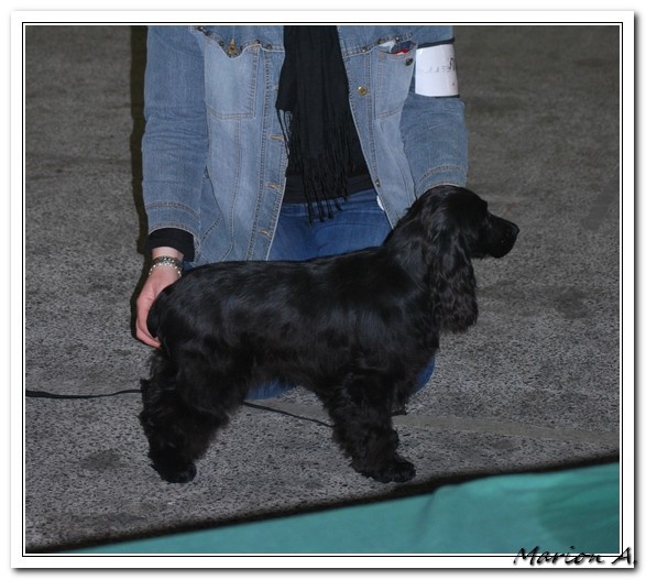 Faustine de la noisetterie - Très Prometteur