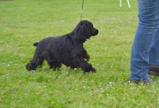 Faustine de la noisetterie - CACS