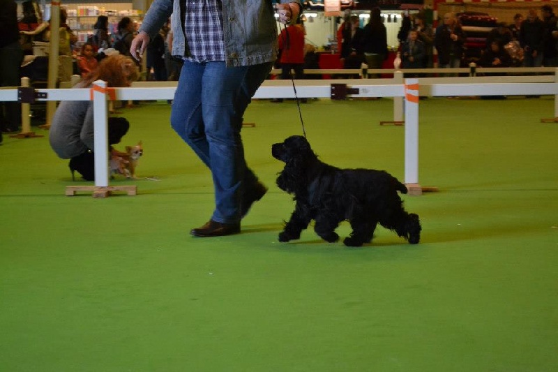 Faustine de la noisetterie - TB