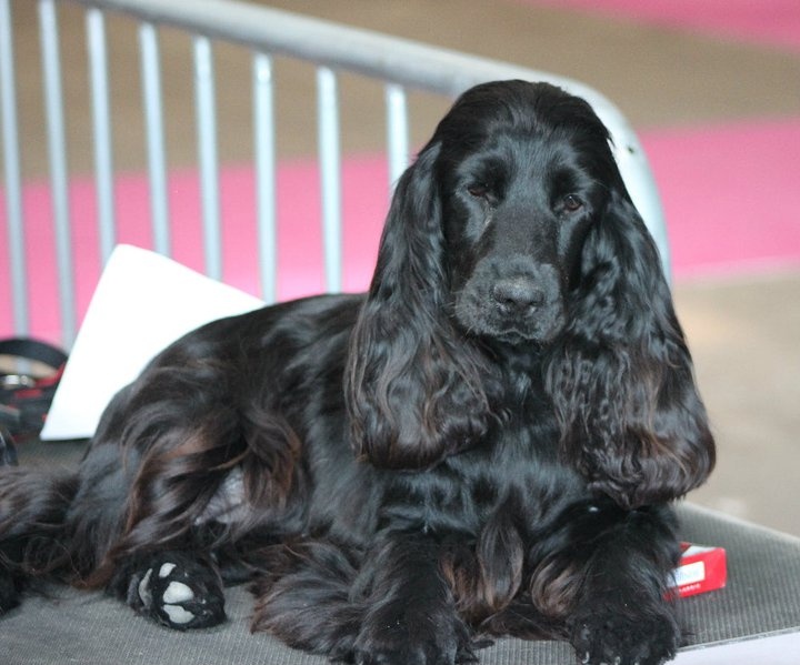 Faustine de la noisetterie - 1er Excellent