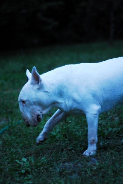 Publication : Untitled Auteur : Untitled