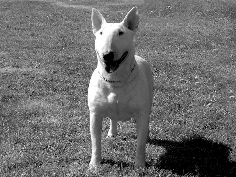 Publication : Untitled Auteur : Trema Project