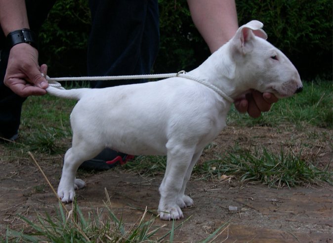 Publication : Untitled Auteur : Trema Project