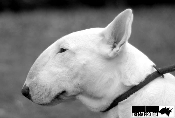 Publication : Untitled Auteur : Trema Project