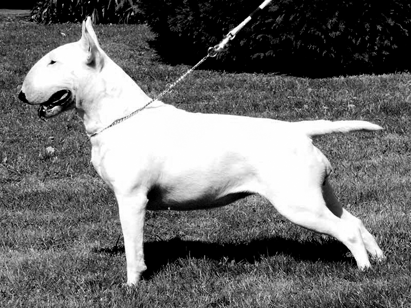 Publication : Untitled Auteur : Trema Project