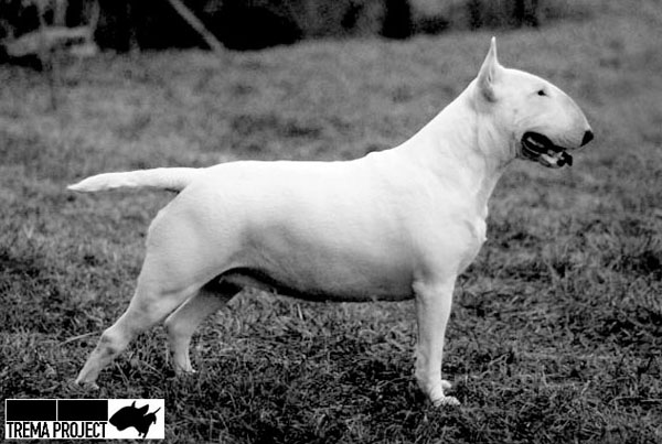 Publication : Untitled Auteur : Trema Project