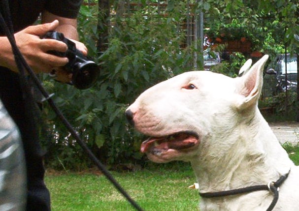 Publication : Untitled Auteur : Untitled