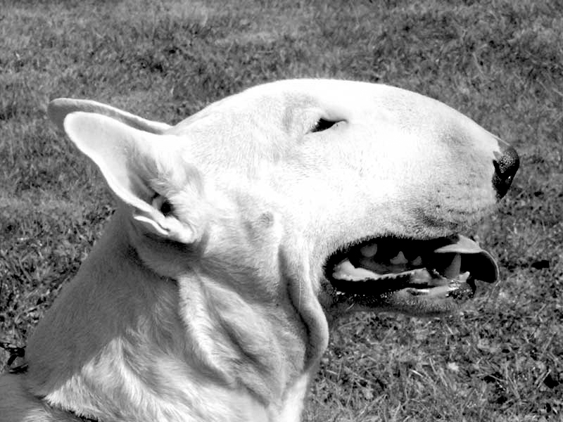 Publication : Untitled Auteur : Trema Project