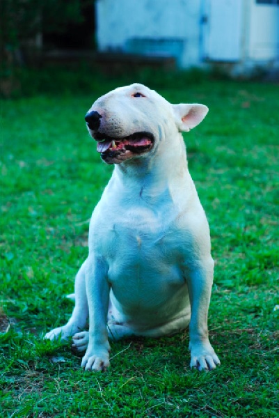 Publication : Untitled Auteur : Untitled