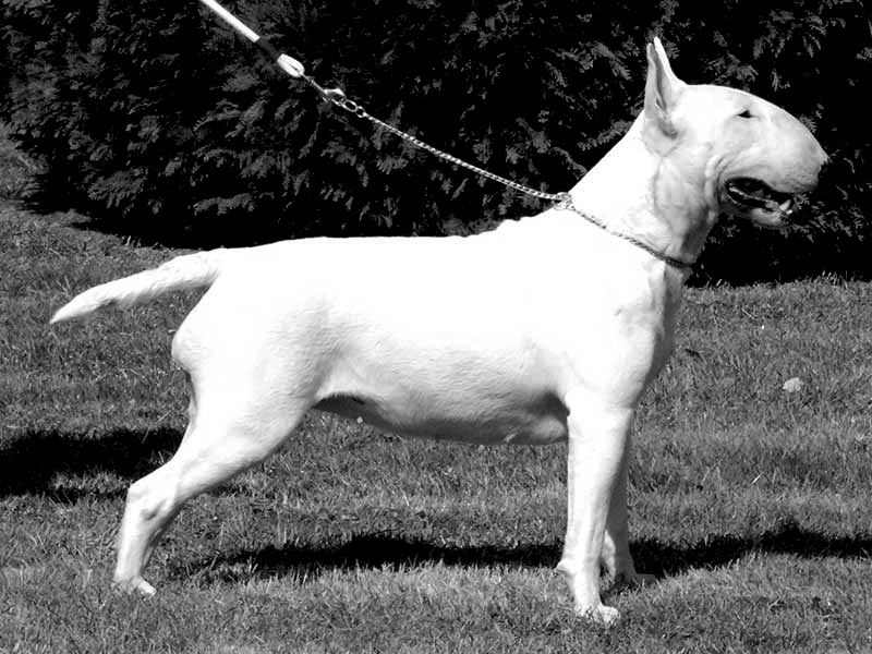 Publication : Untitled Auteur : Trema Project