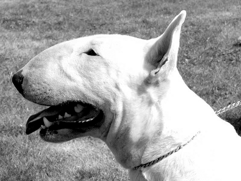 Publication : Untitled Auteur : Trema Project