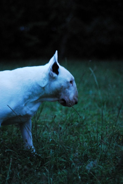 Publication : Untitled Auteur : Untitled