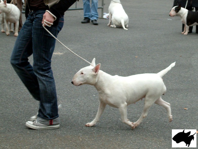 barrseas French kiss for untitled - 4e Exc classe Ouverte Femelle