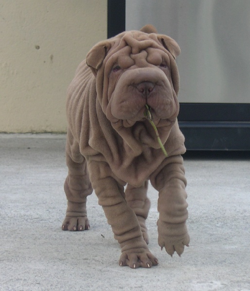 Publication : des Hauts Monts de Shanghai