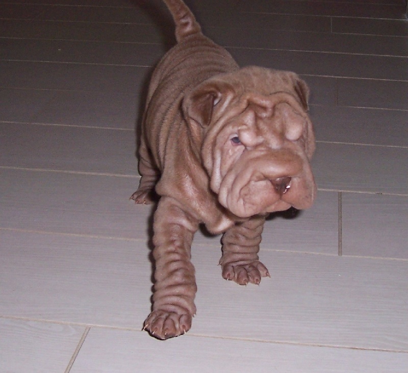 Publication : des Hauts Monts de Shanghai