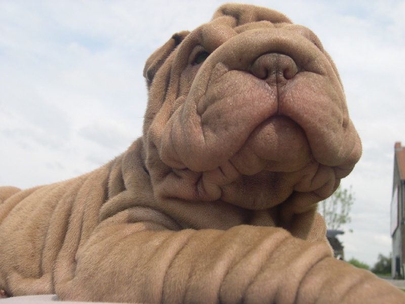 Publication : des Hauts Monts de Shanghai